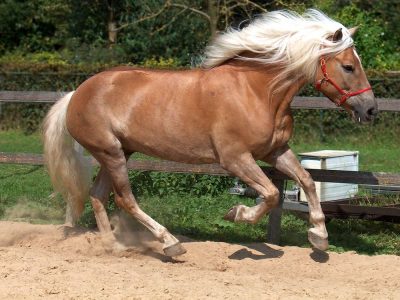 Лошадь соловая